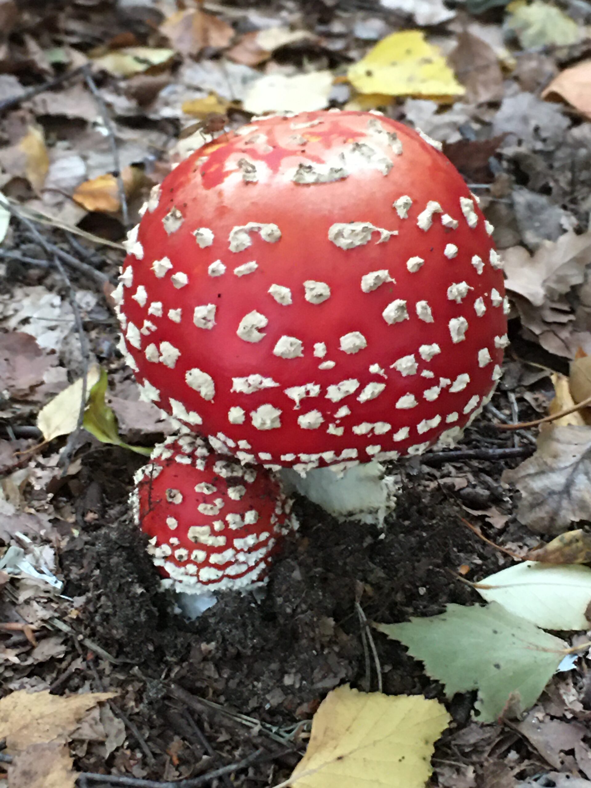 Herfst : loslaten van pijn en rouw